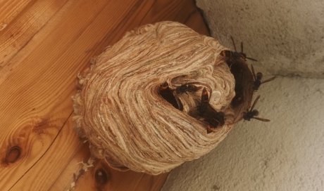 Numéro d'un spécialiste en destruction de nid de guêpes ou nid de frelons asiatiques dans votre jardin à Ormesson-sur-Marne 94490.