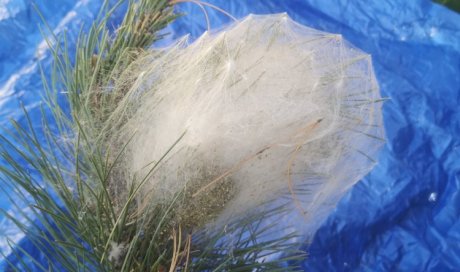 Comment traiter les nids de chenilles processionnaires du pin à Bry sur Marne