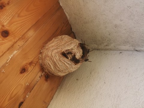 Numéro d'un spécialiste en destruction de nid de guêpes ou nid de frelons asiatiques dans votre jardin à Ormesson-sur-Marne 94490.