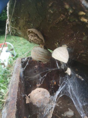 Destruction d'un nid de guêpes et frelons à Ablon-sur-Seine 94480 par un professionnel en désinsectisation.