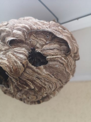 Trouver un désinsectiseur pour la destruction de nid de frelon asiatique à Saint Maur des Fosses