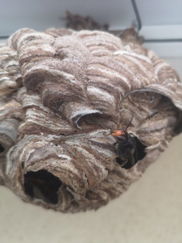 Intervention contre les nids de frelons asiatiques chez vous au Plessis-Trévise 94420