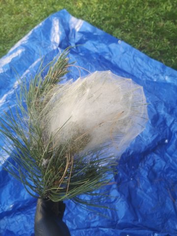 Comment traiter les nids de chenilles processionnaires du pin à Bry sur Marne