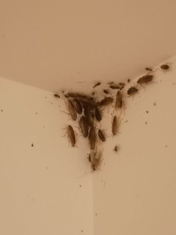 Traitement efficace contre les blattes et cafards à Champigny-sur-Marne 94500 