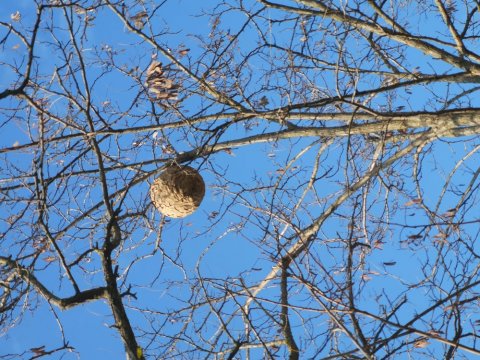 Faire enlever un nid de frelons asiatiques dans un arbre à SUCY-EN-BRIE