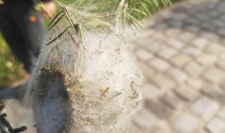 Trouver un professionnel du retrait de nid de chenille processionnaire  à Périgny Sur Yerres