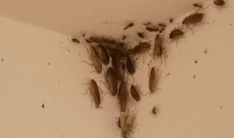 Trouvez votre spécialiste contre les blattes et les cafards dans votre commune de Montfermeil 93047