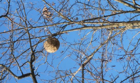 Faire enlever un nid de frelons asiatiques dans un arbre à SUCY-EN-BRIE