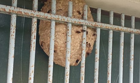 Destruction de nid de frelon asiatique à Villecresnes
